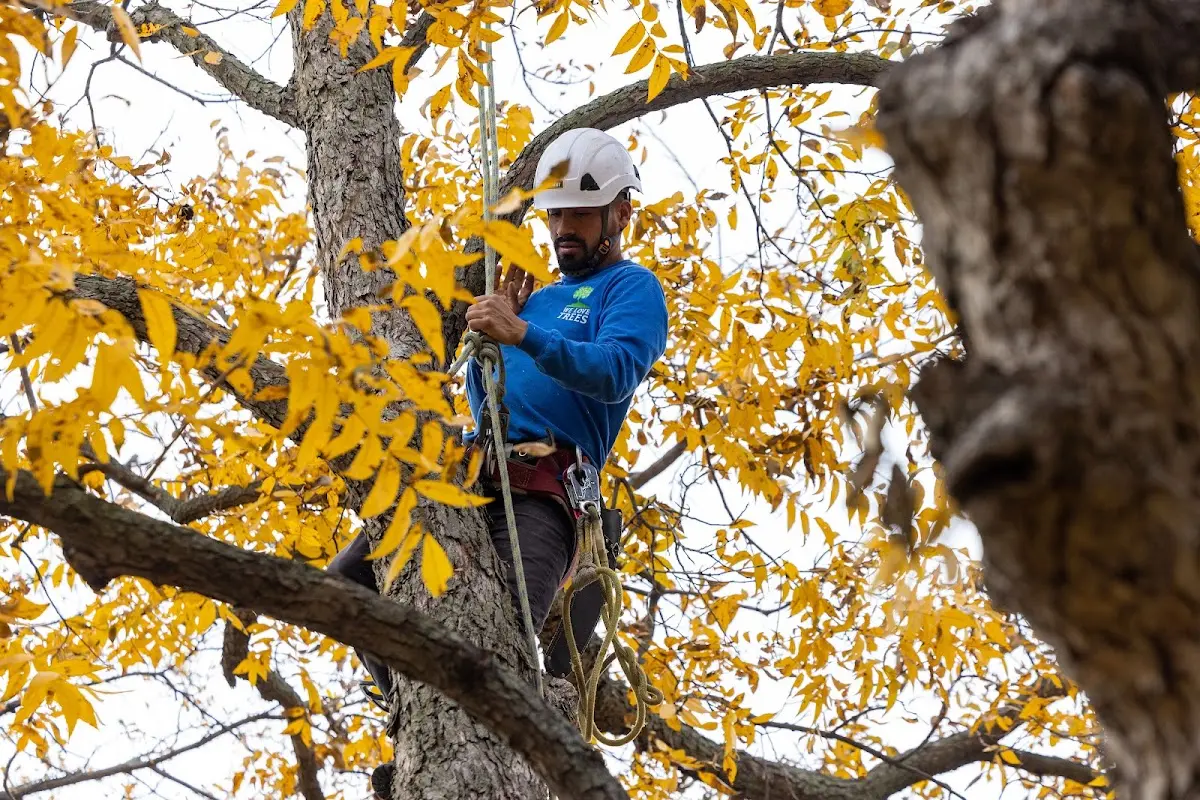 Skilled Tree Planting crew working in Lenzburg